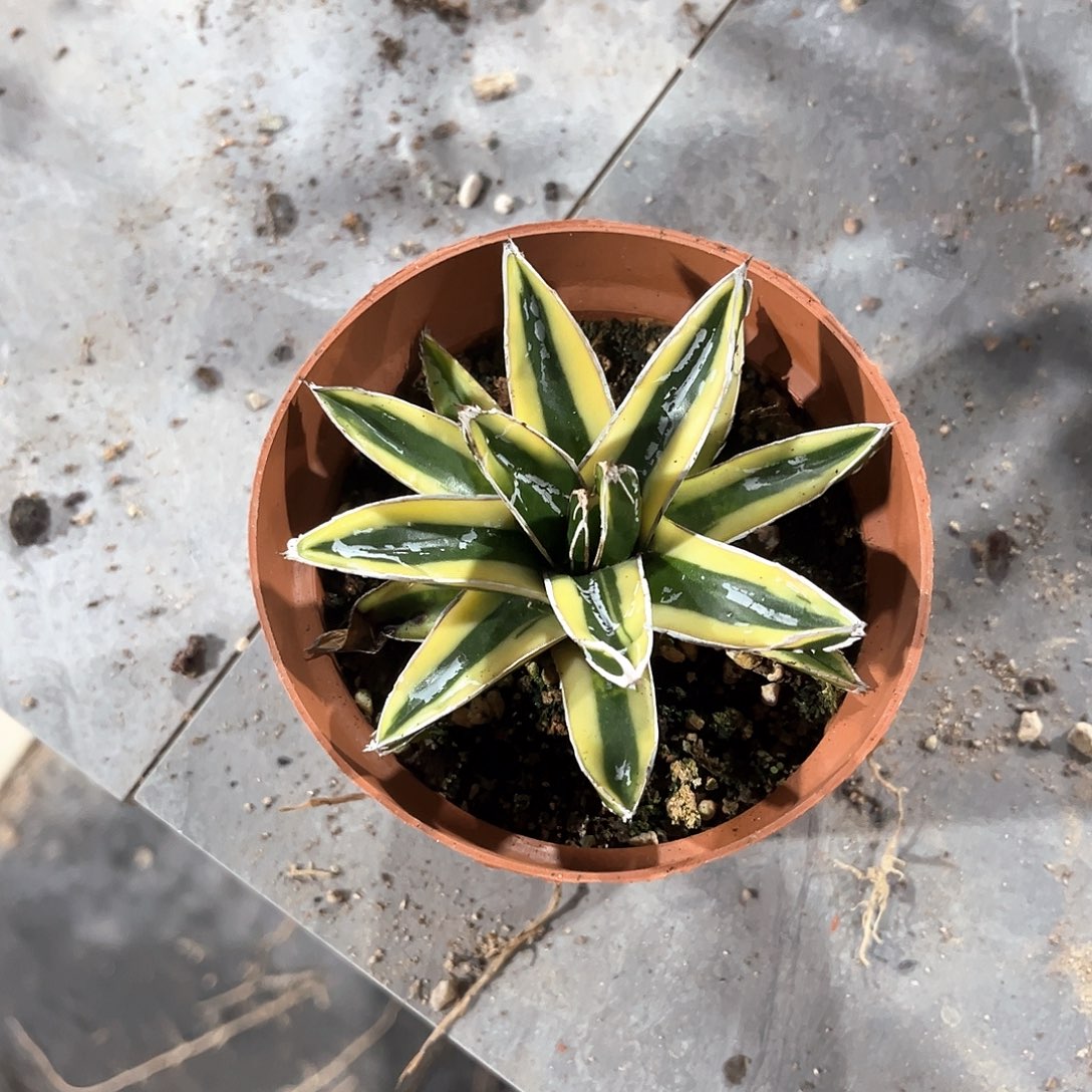 F龙舌兰辉山10米