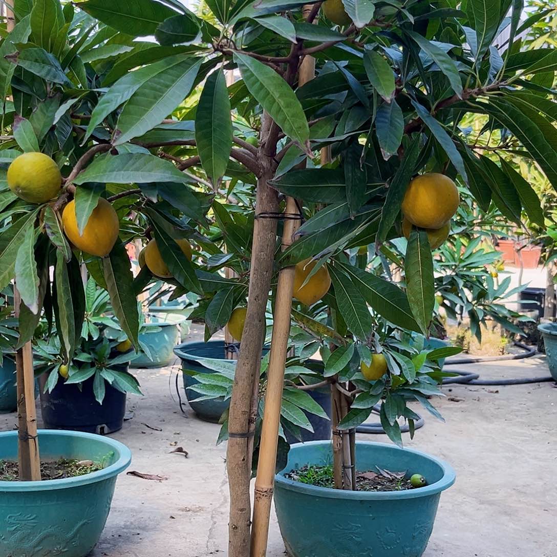 小***薇无花朵88888888888888