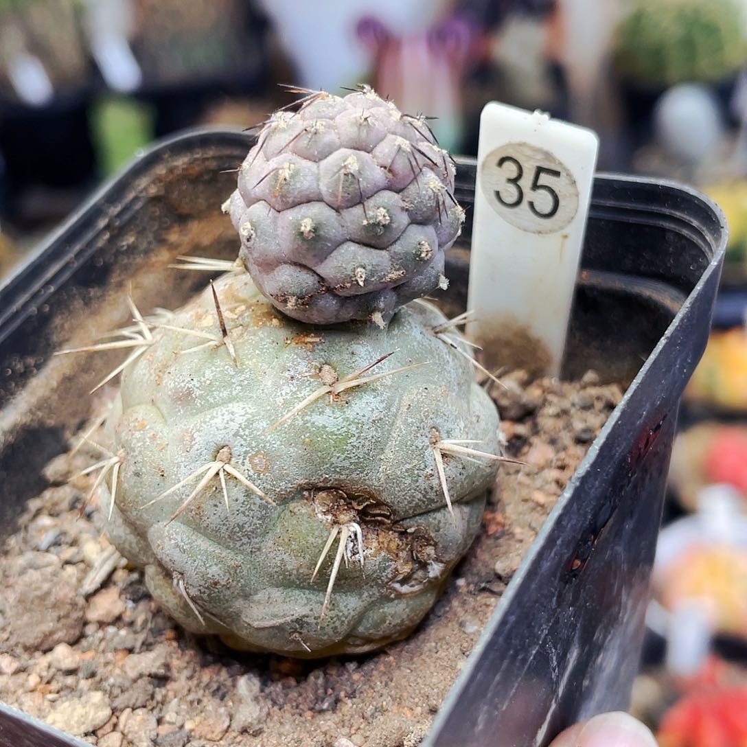 瑕疵非偏远地区满25包邮仙人球