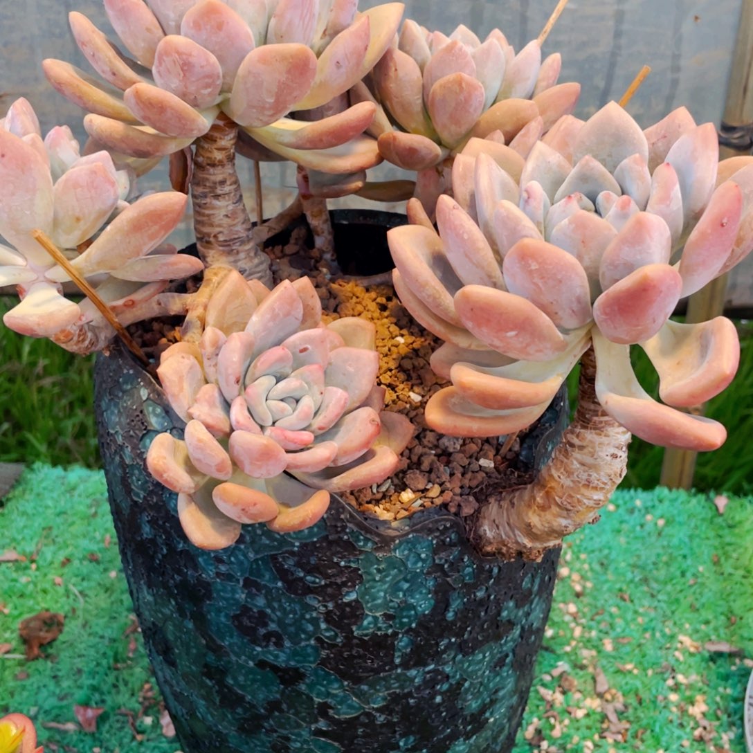 J***X圆叶奥普整桩粗杆子快递包邮