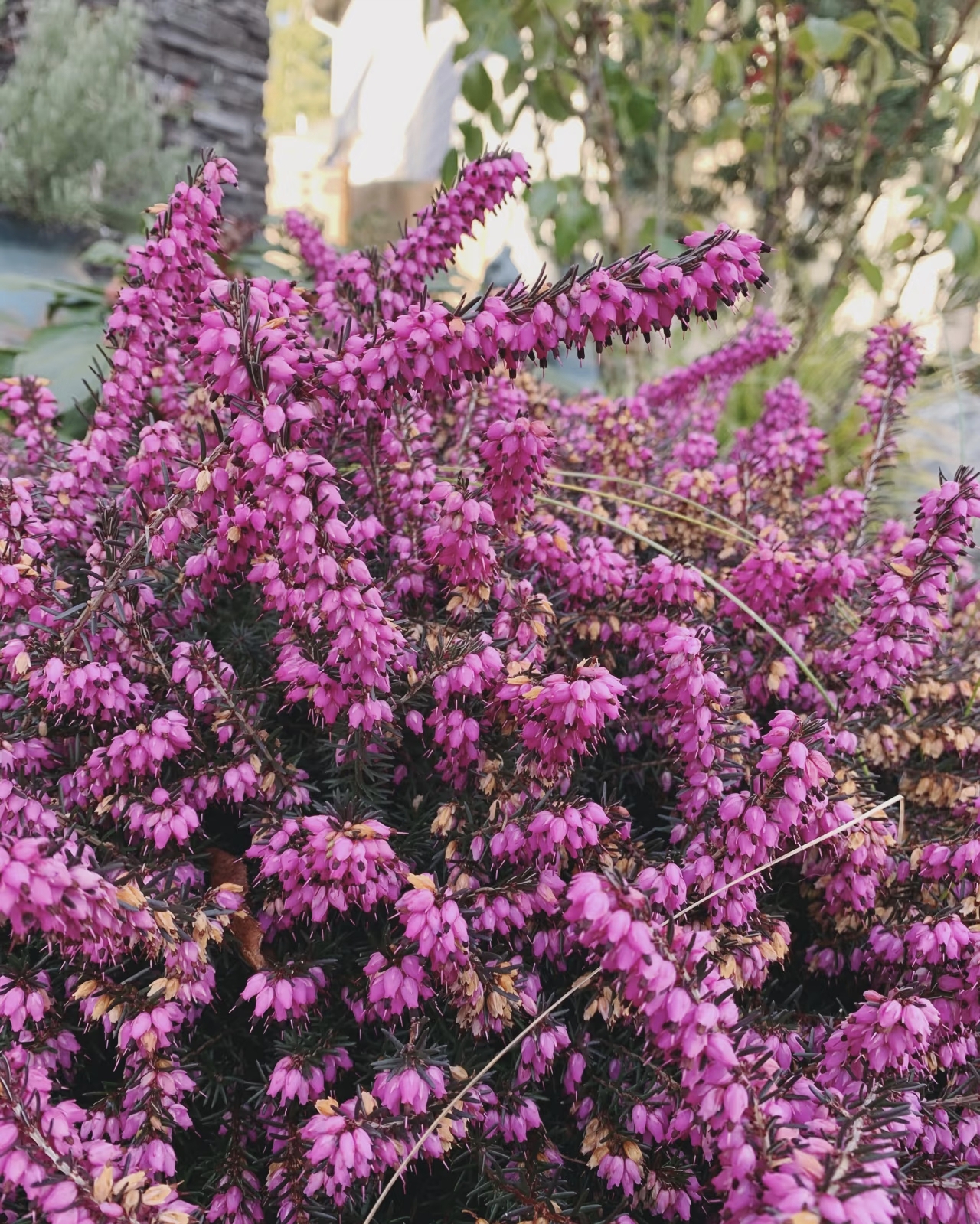 [混色欧石楠] 11cm盆 多年生耐寒冬季开花卉植物庭院阳台室外地栽