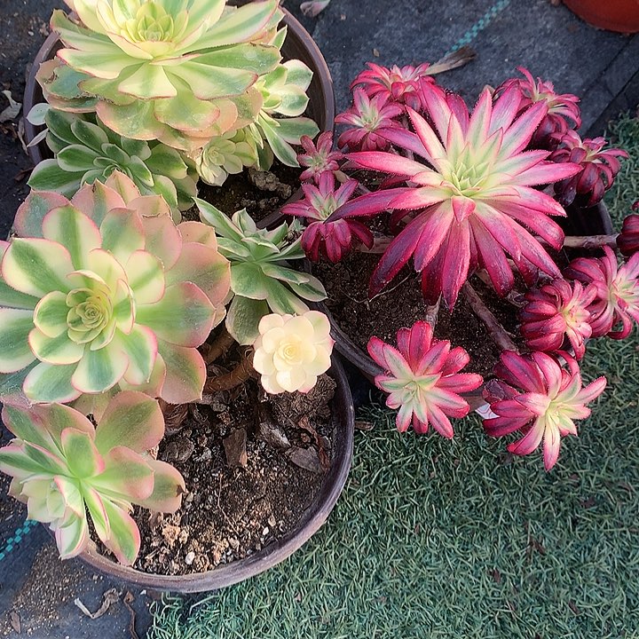 879法师3棵多肉植物