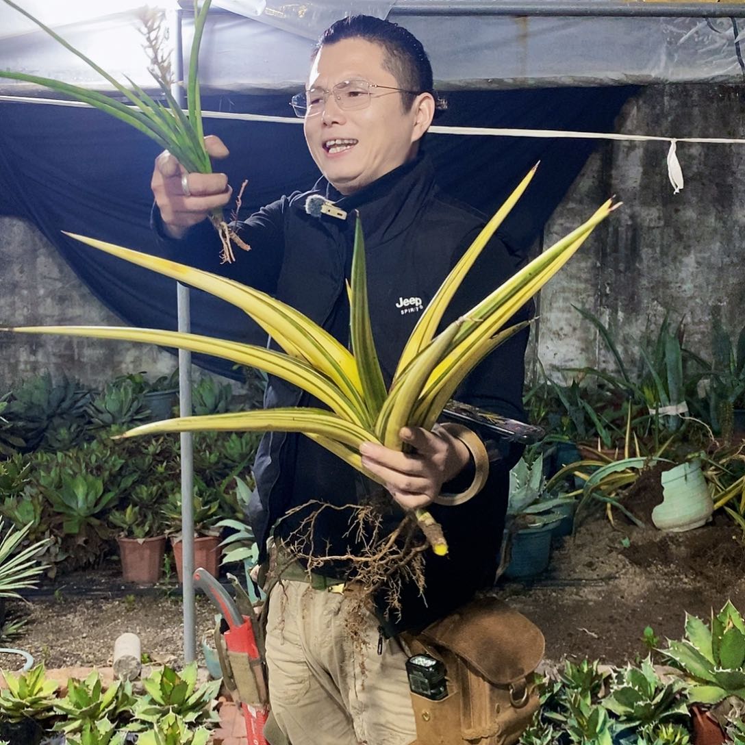 虎皮兰全锦一颗。  