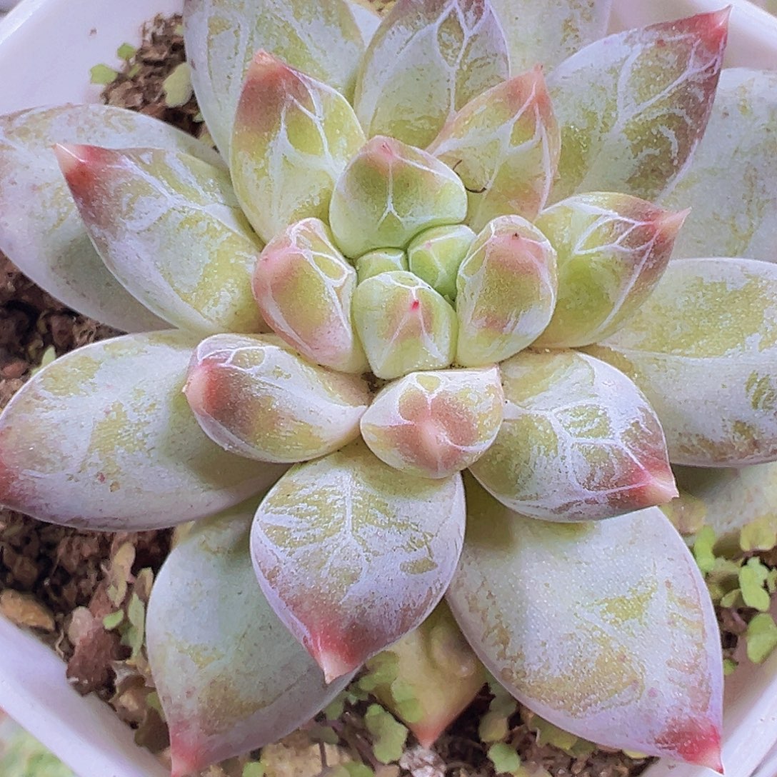 幻影美人单头19包邮