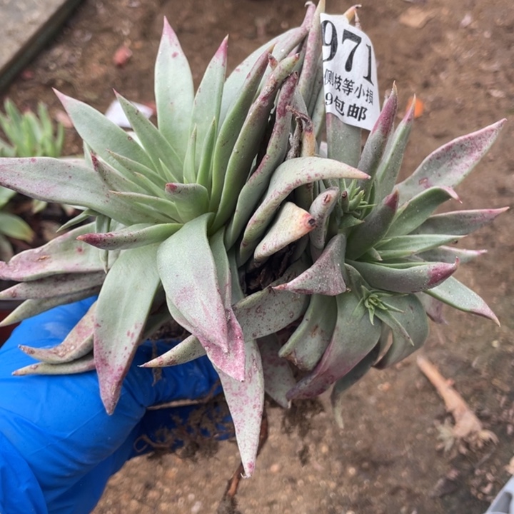 971号伊静思多肉植物