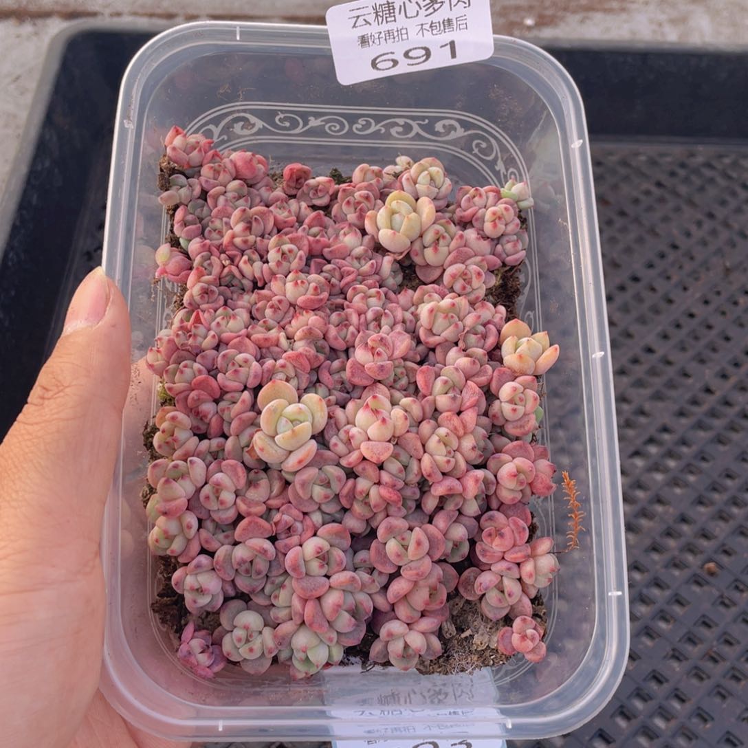 云糖心多肉植物691