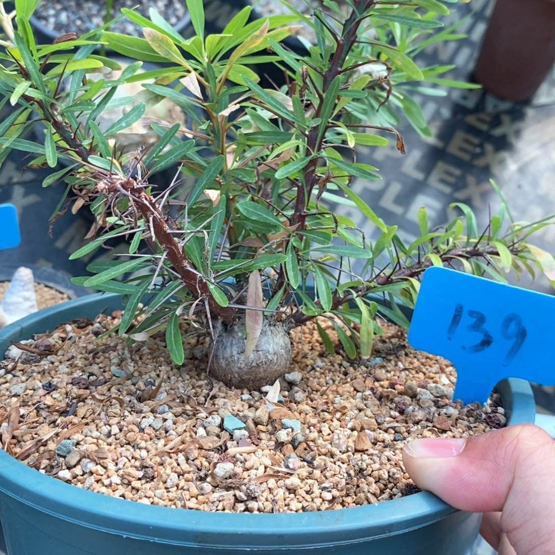 紫富贵多肉植物一个