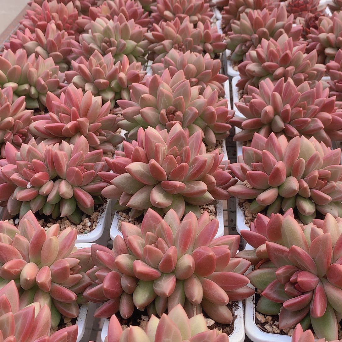 迷雾泡泡多头群3456778999