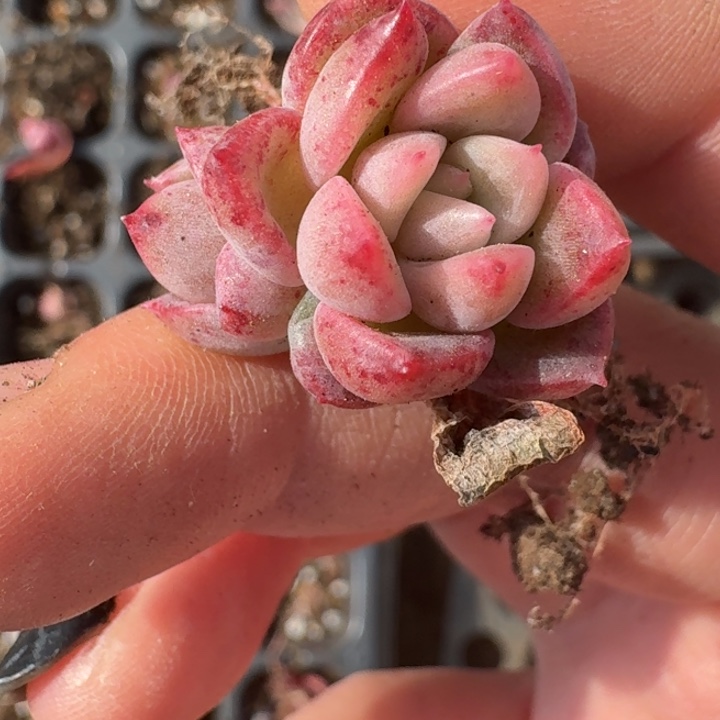 锦鲤冰月亮双覆轮头