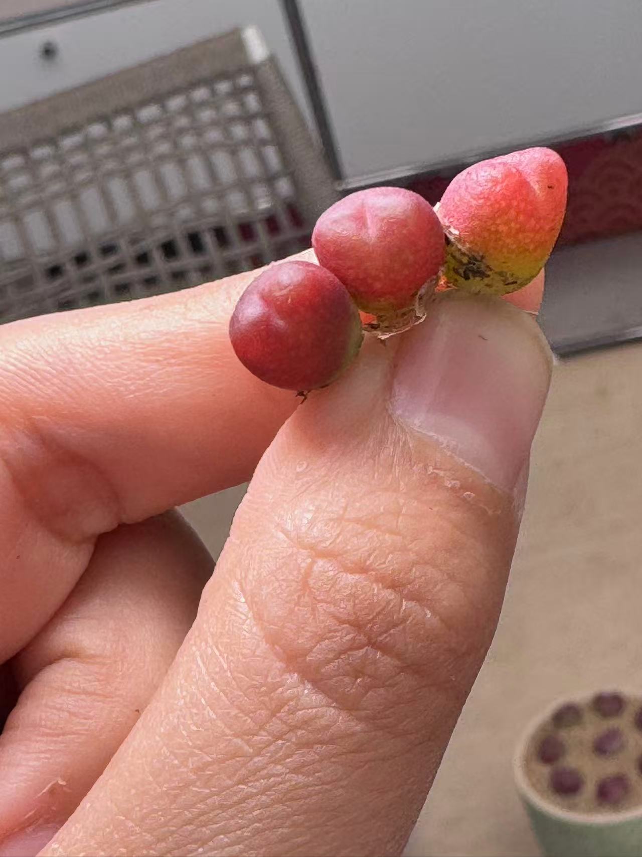 306疯狂的多肉石头吕氏朝霞sp一颗