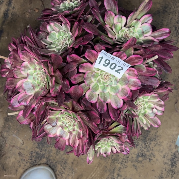 1902水墨画多肉植物