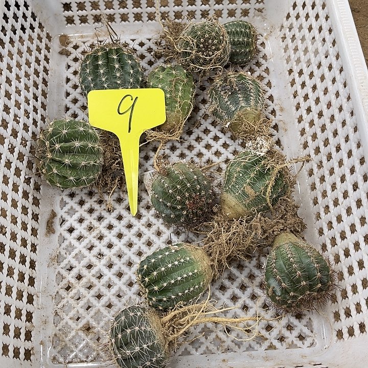 踩草种子苗9号好看
