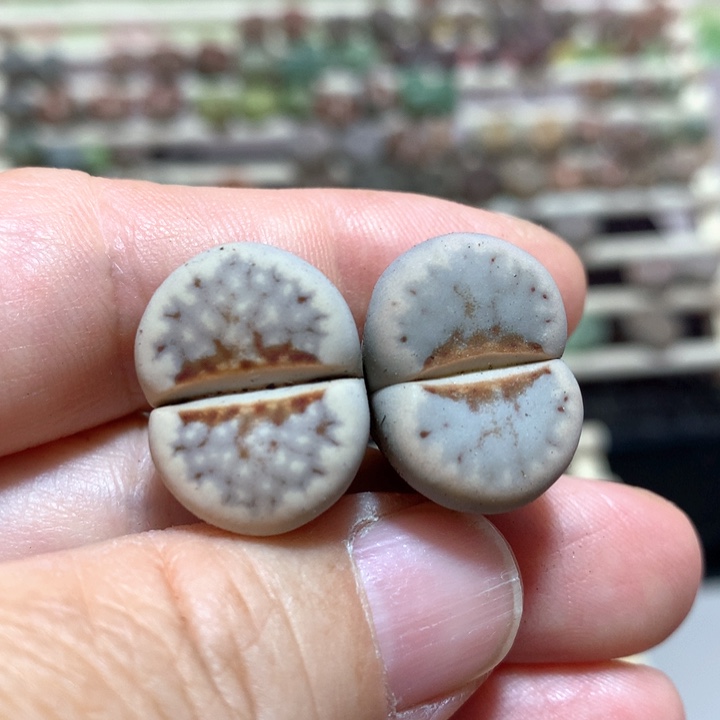 031c183a热唇两颗尺寸2.0cm