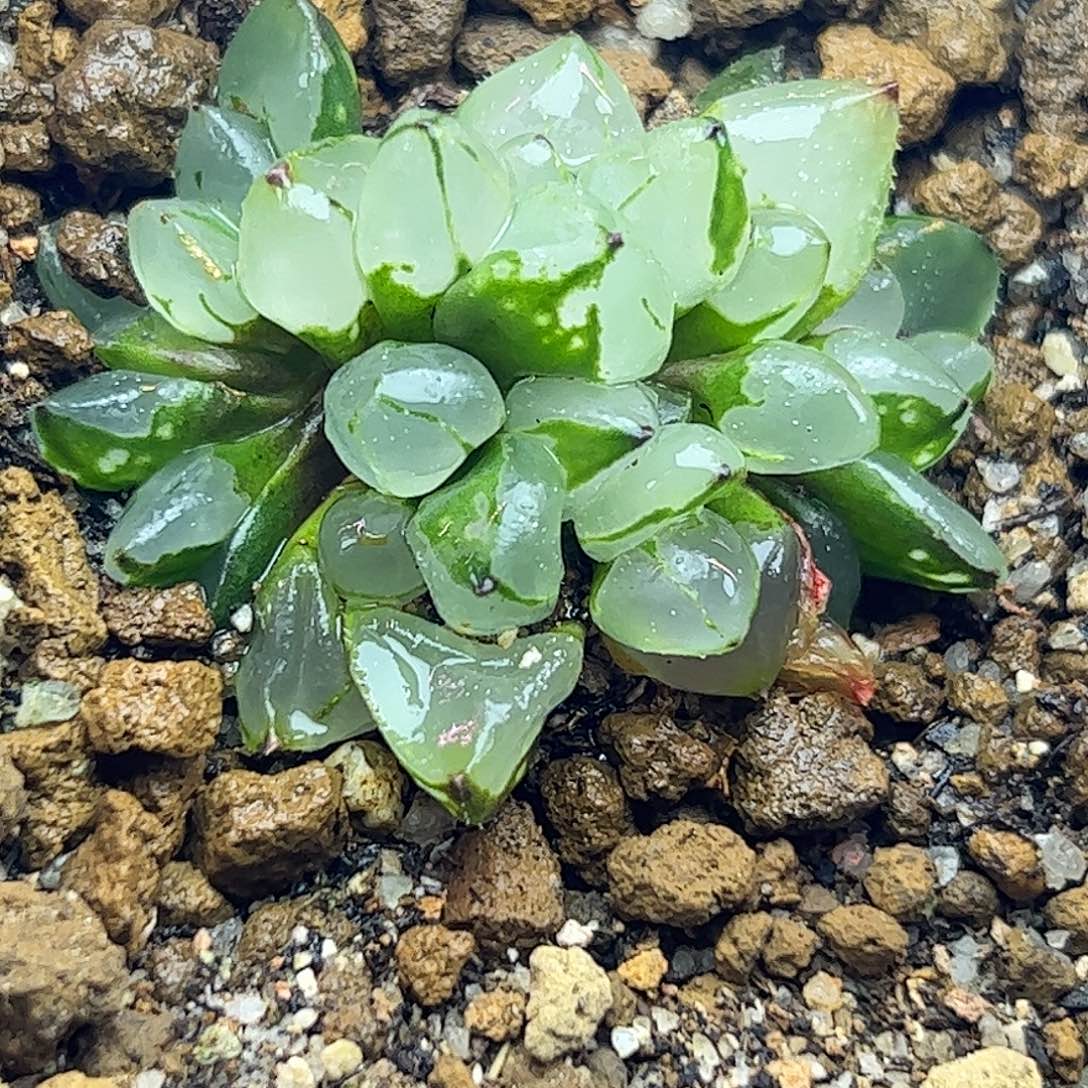 圣诞蜡烛十二卷多肉植物园