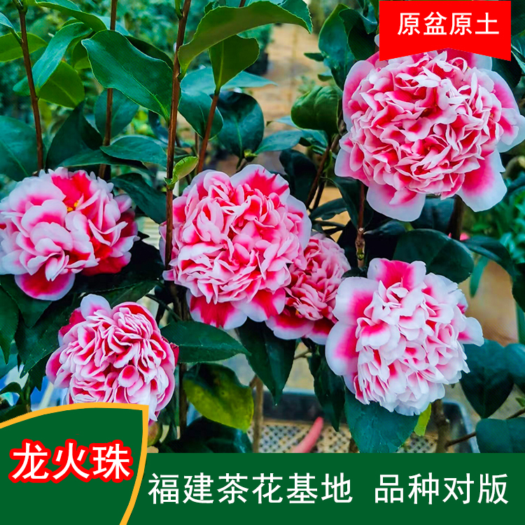 龙火珠珍贵茶花品种观花绿植室内外花卉阳台庭院茶花基地直销包邮