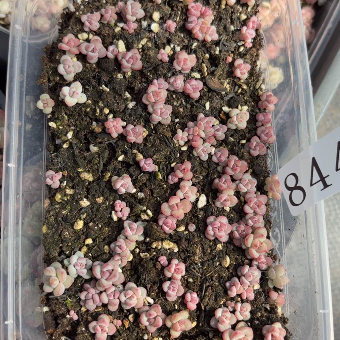 多肉植物多肉植物844