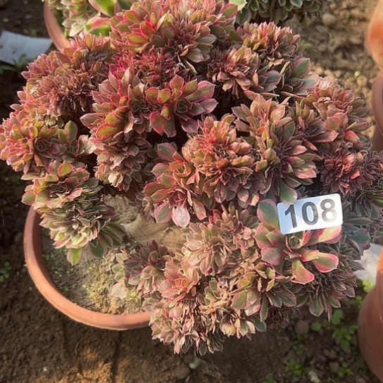 通***心一颗多肉法师植物