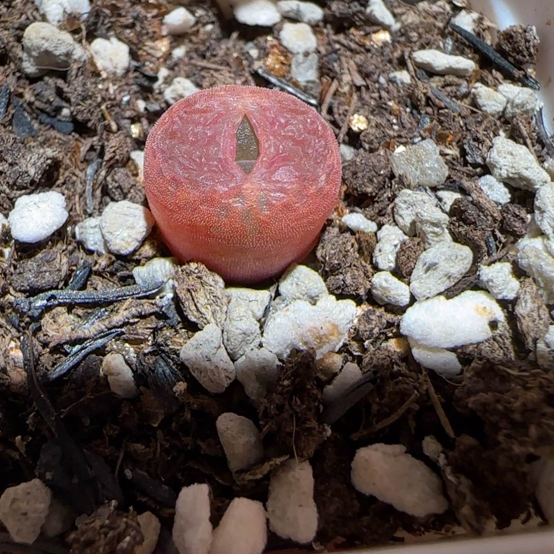 肉锥多肉植物百科-10km风铃1432