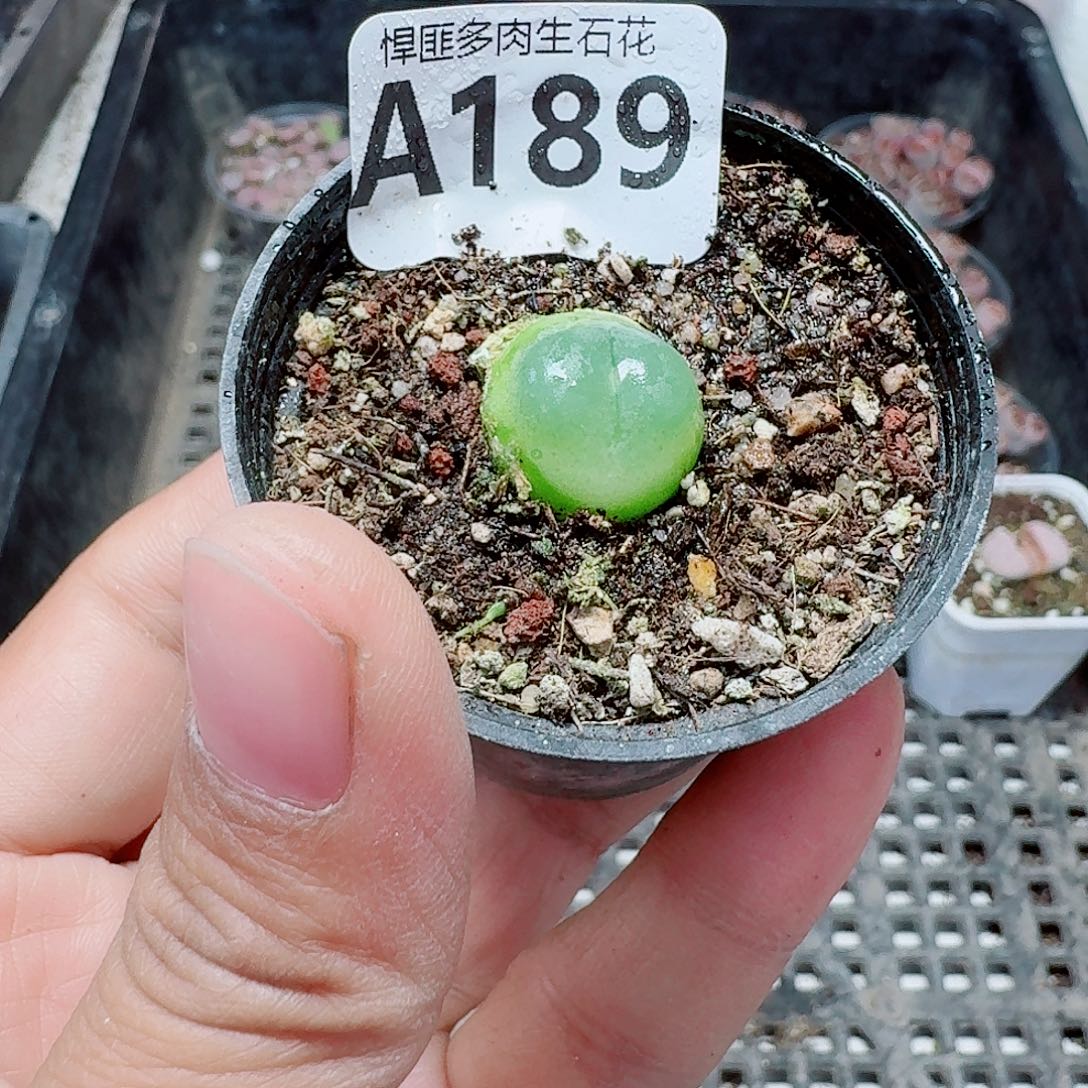 189多肉植物多肉植物