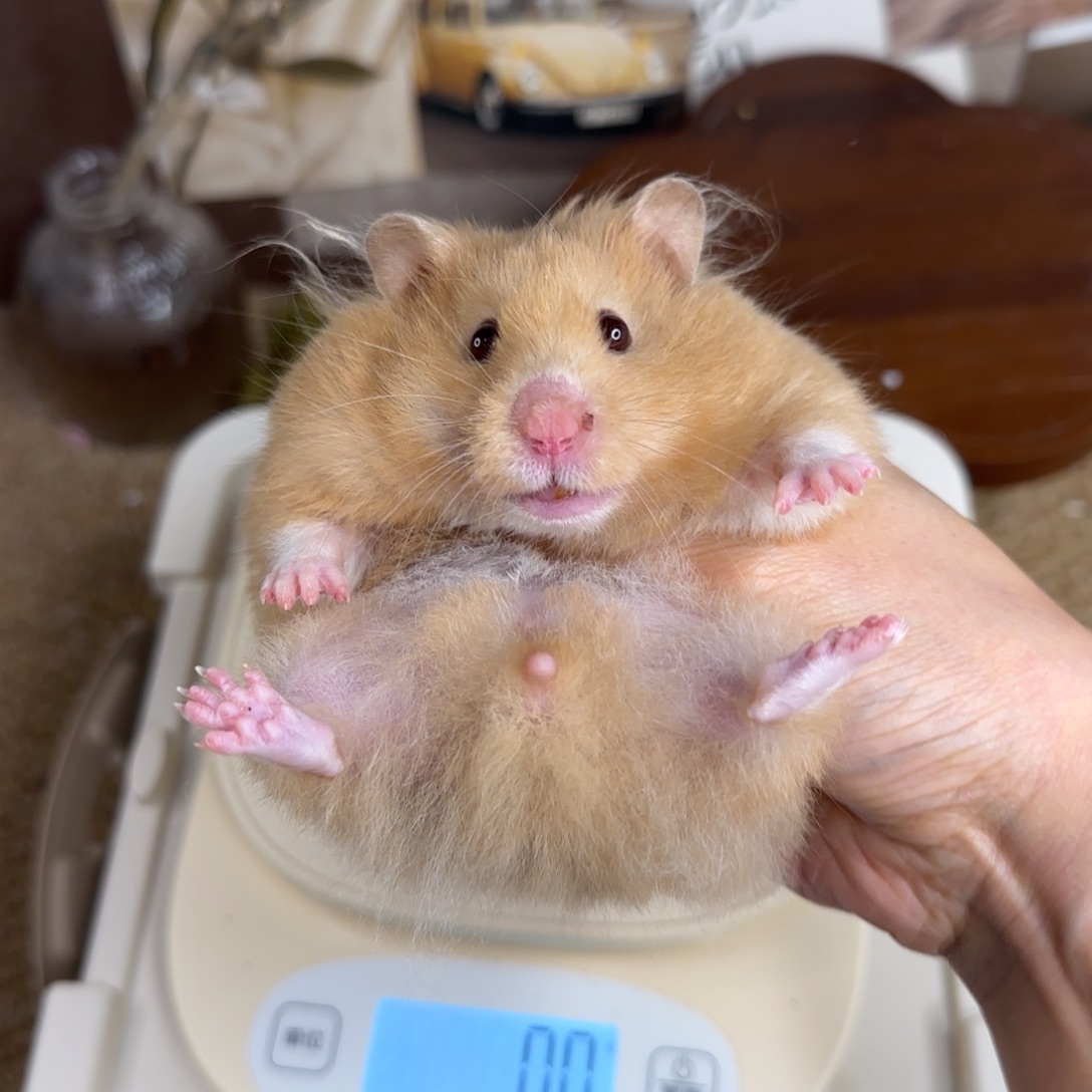 香槟妹妹165g6个月