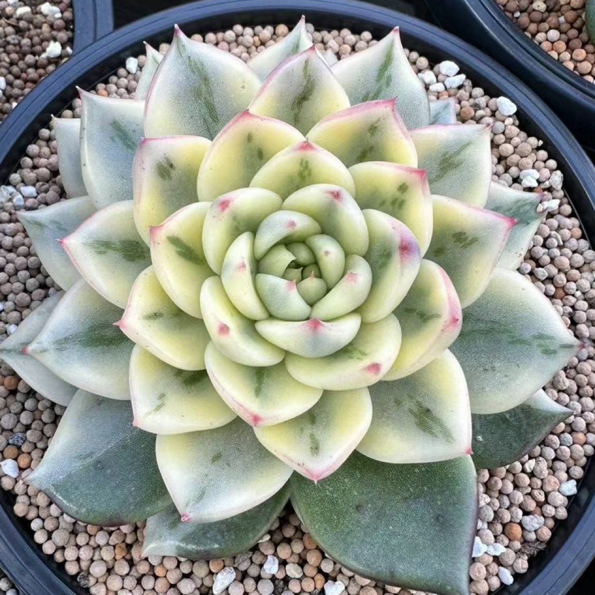 一牙一多肉植物专拍综合链接（以直播间展示为准）满19包邮