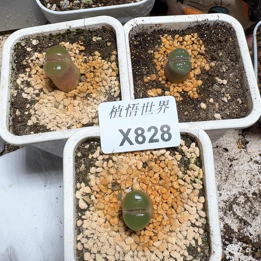 828号多肉植物哇fv