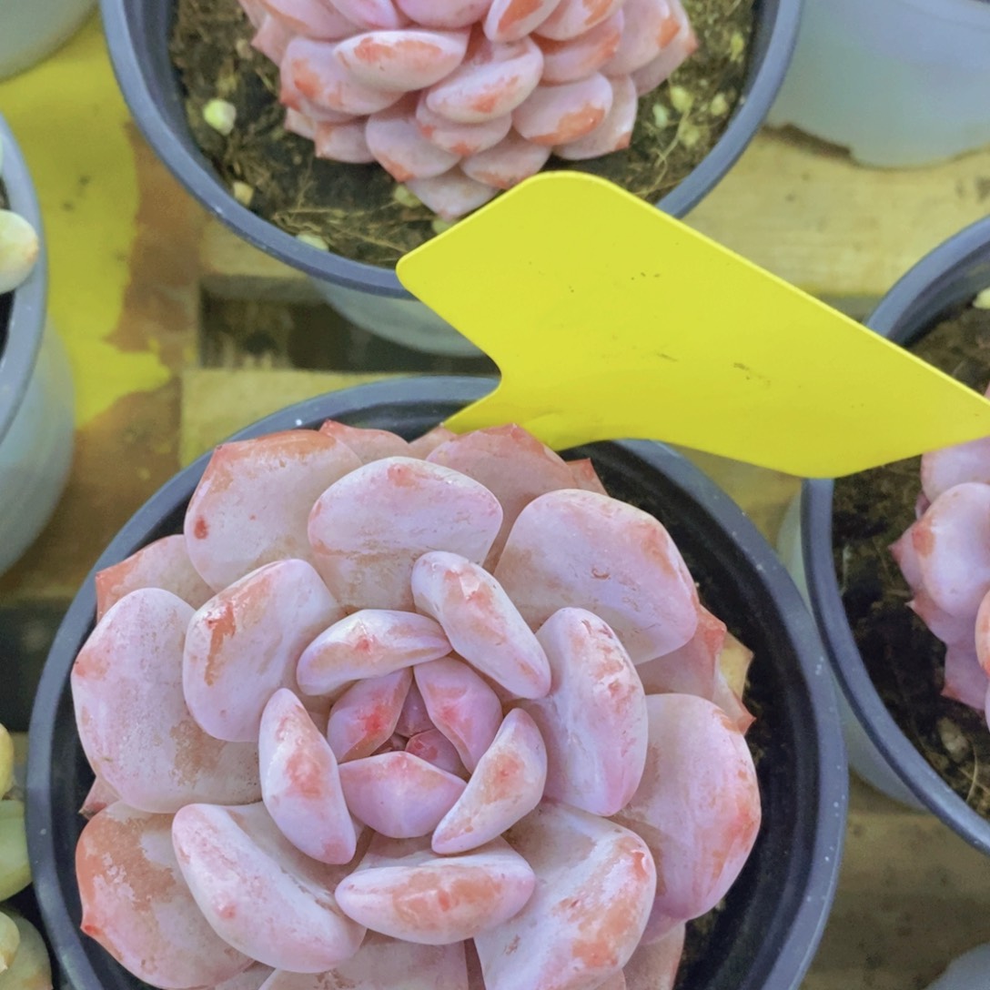 多肉植物，一物一拍，3单包邮