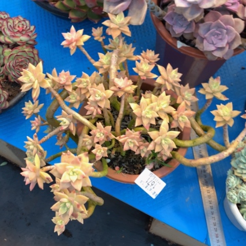 吐****?1671橙色恋人多肉