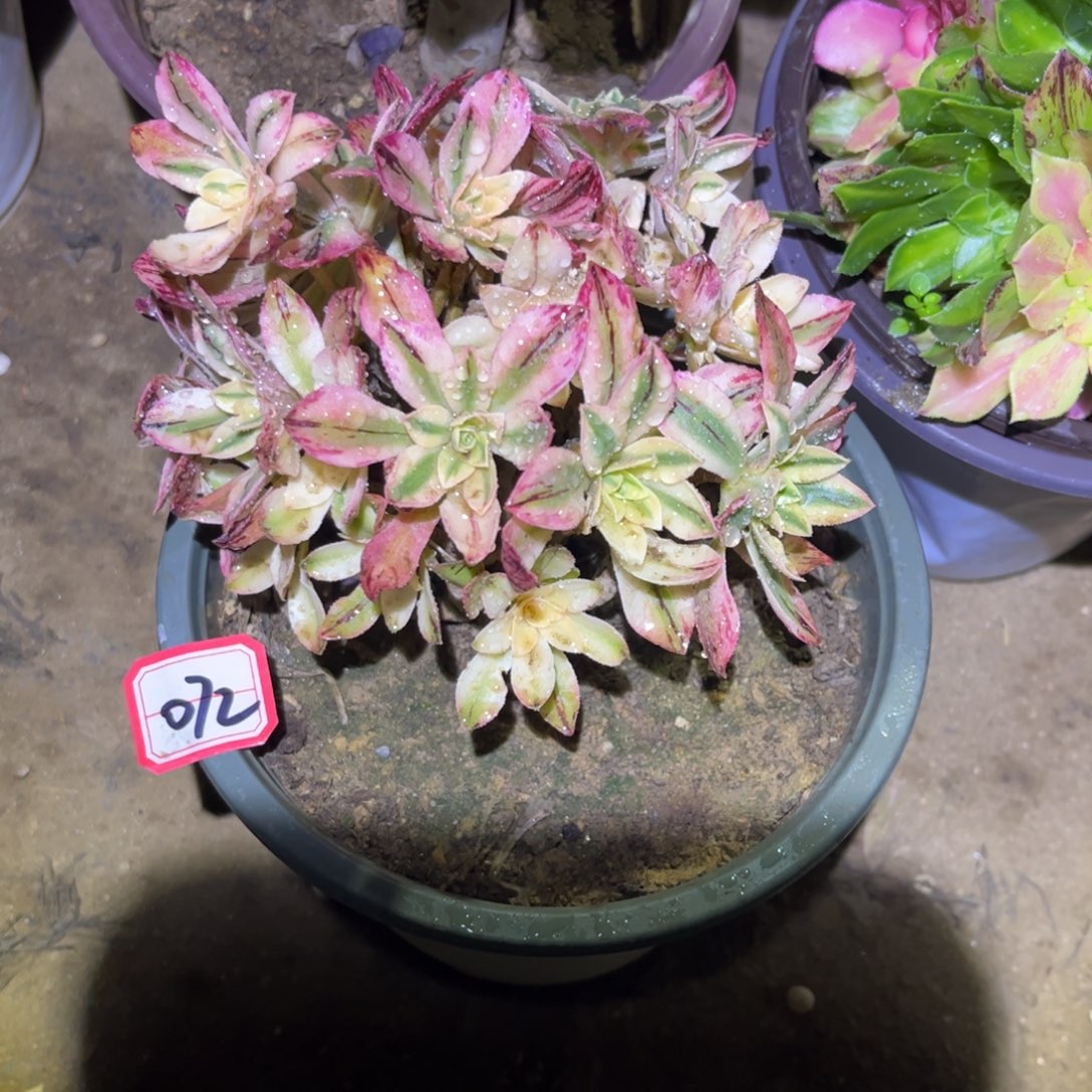 072多肉植物荷花17厘米