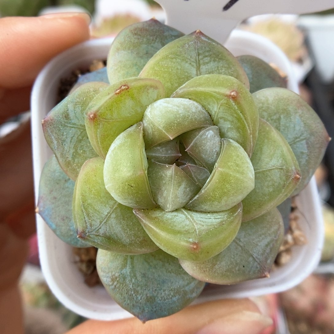 碎冰可拍994号。