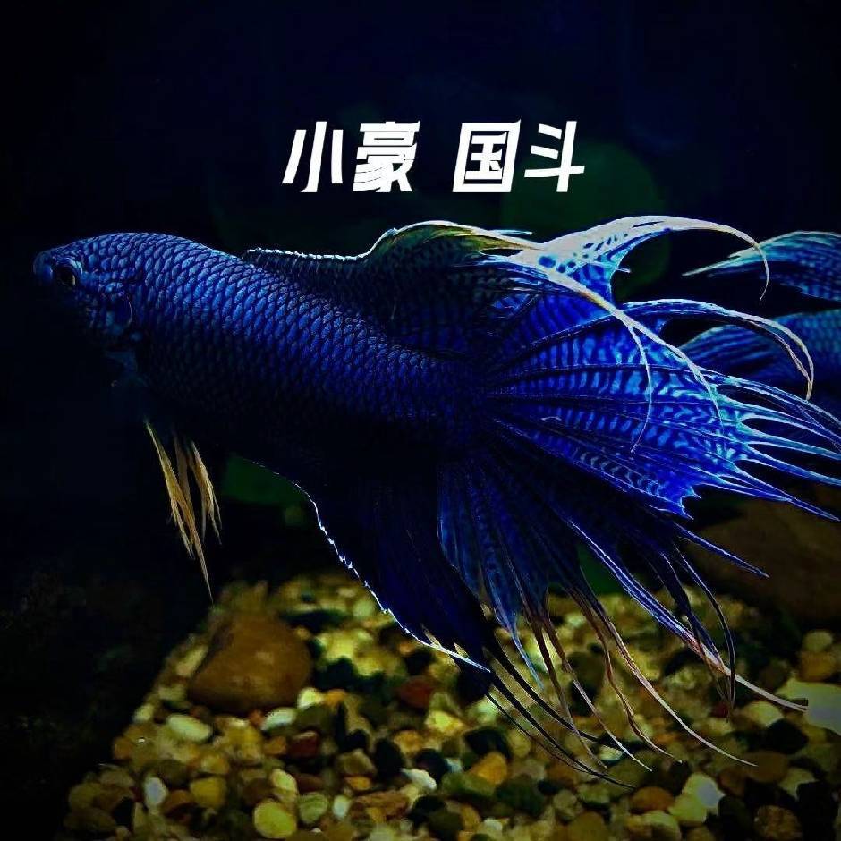 中国斗鱼多品种黑盒  下单即开（开盒不退不换）