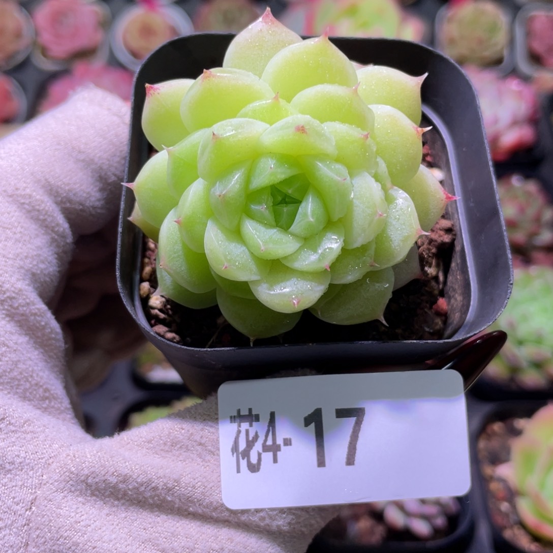 花利美4-17麦秆带仔