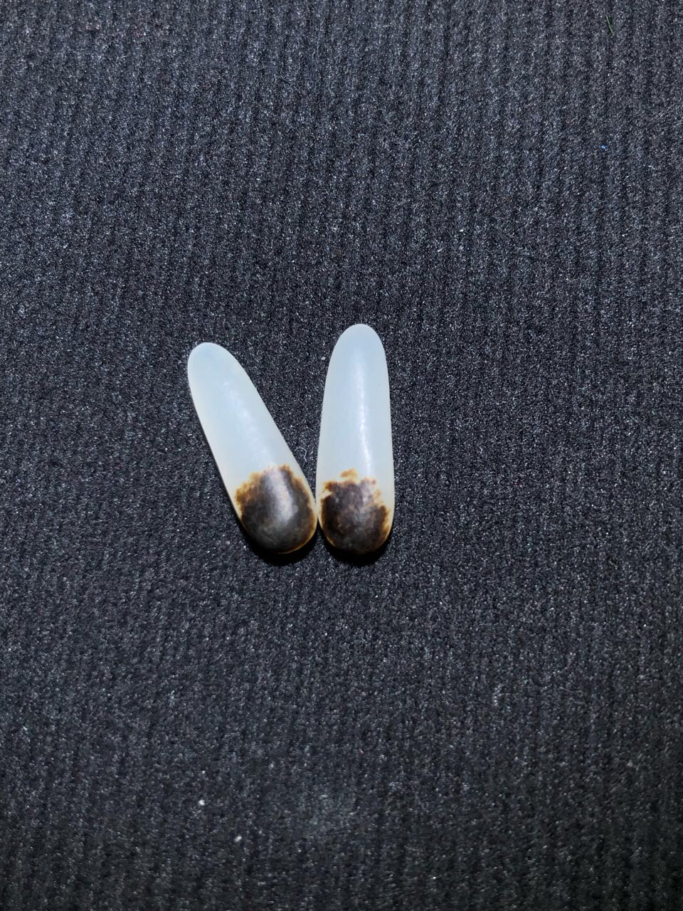 和田玉 黑皮耳坠 1.6克 微修  ，t016w/aal