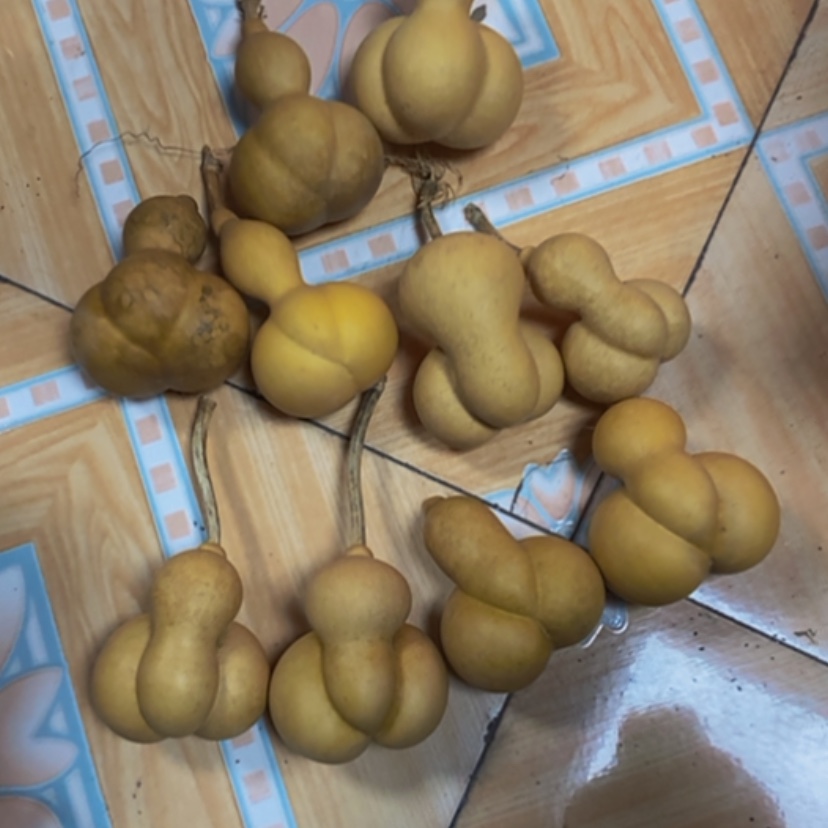 【闪购商品】十个金蝉25块钱