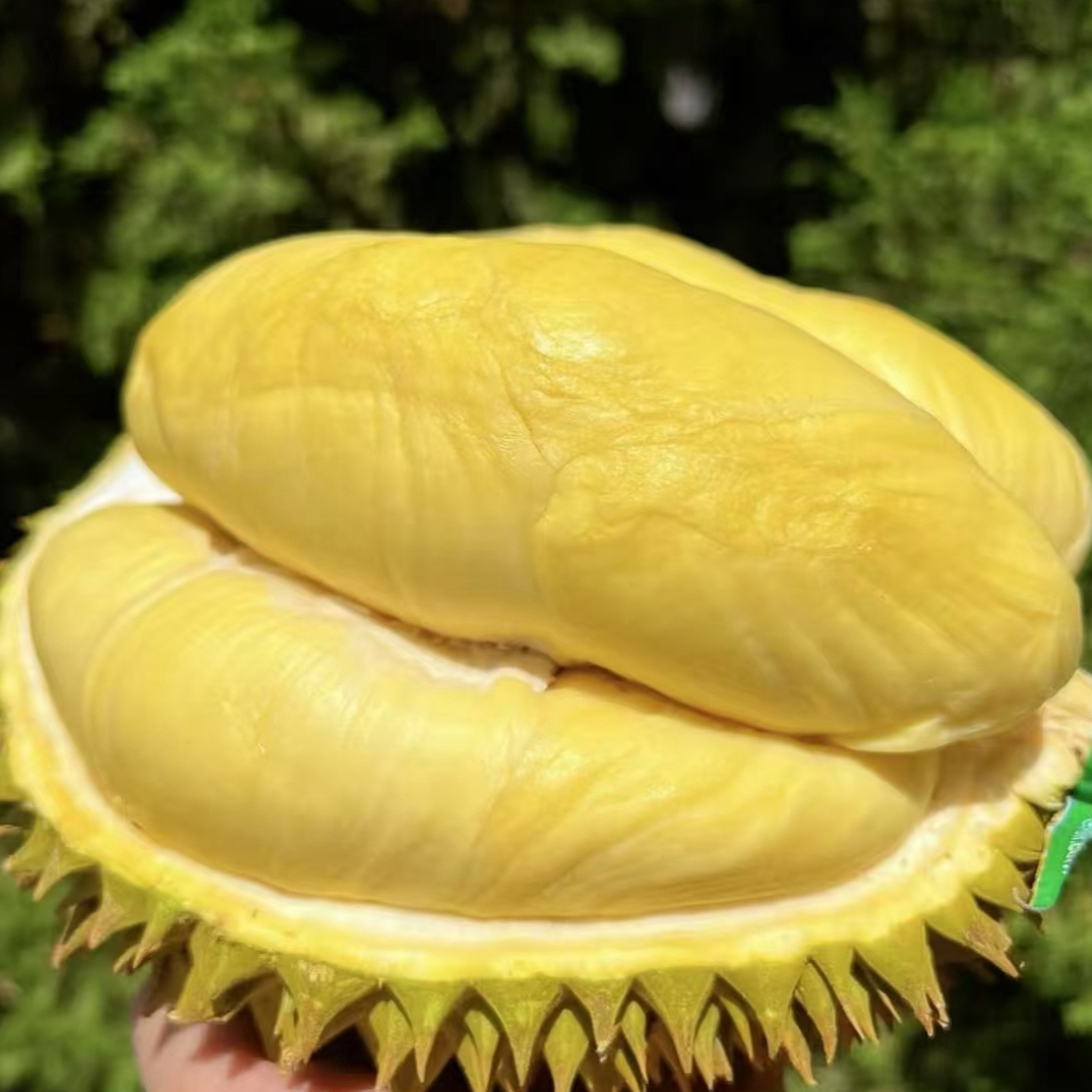 【夹江同城水果闪送】泰国/越南金枕新鲜榴莲500g以上核小金枕越南