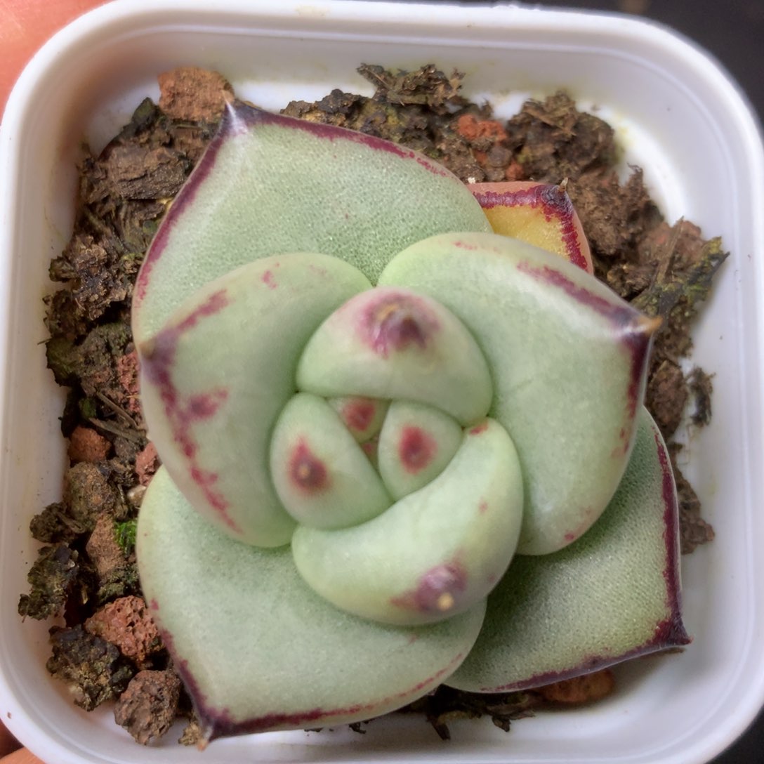 7 精品多肉一物一拍