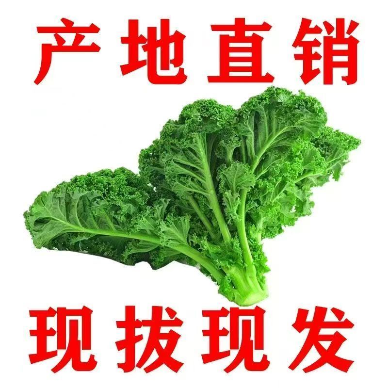 新鲜羽衣甘蓝嫩叶可用于健身榨汁制作西餐沙拉的蔬菜