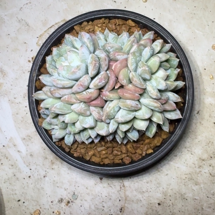 百达翡翠 群生 一物一拍