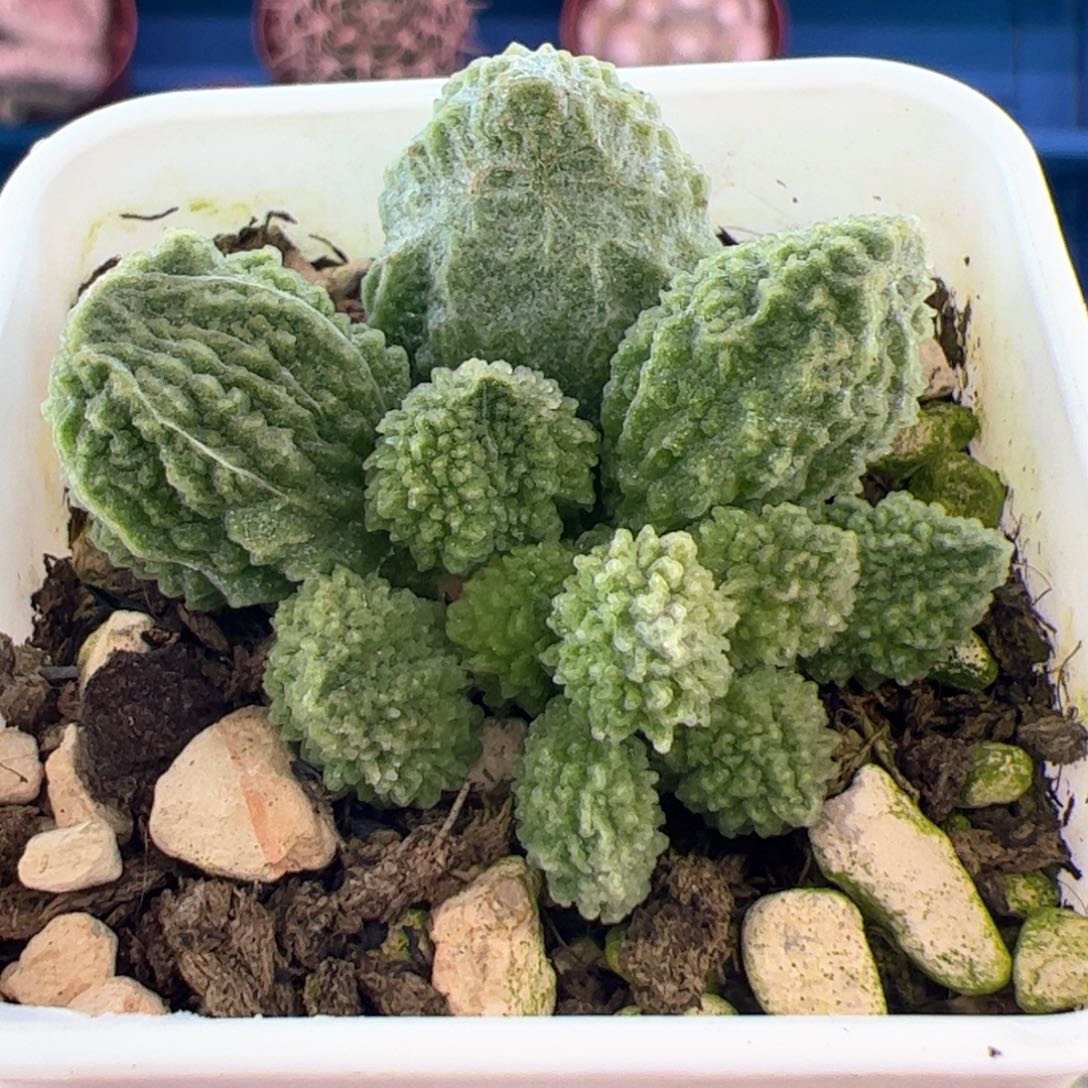 用****4翠绿石。