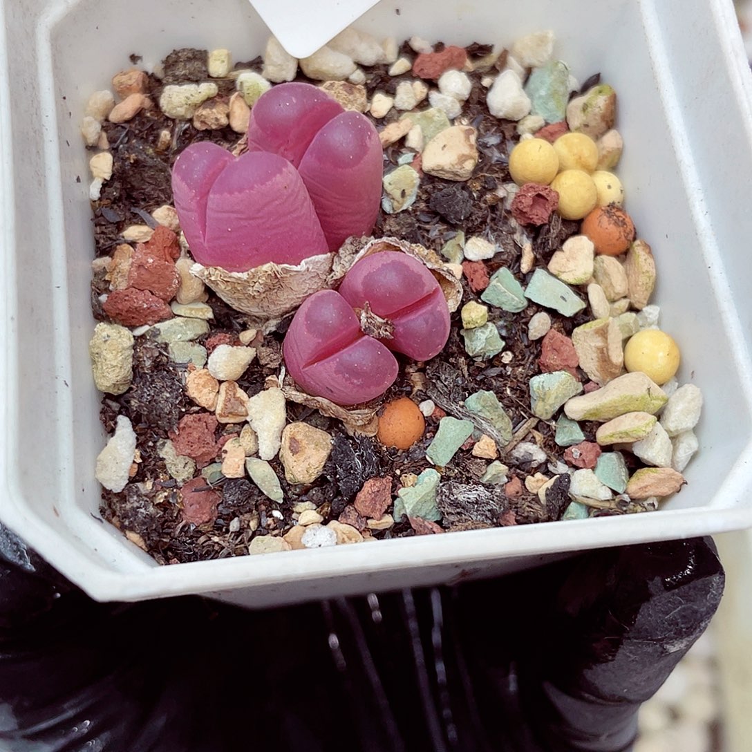 生石花18包邮0906-91