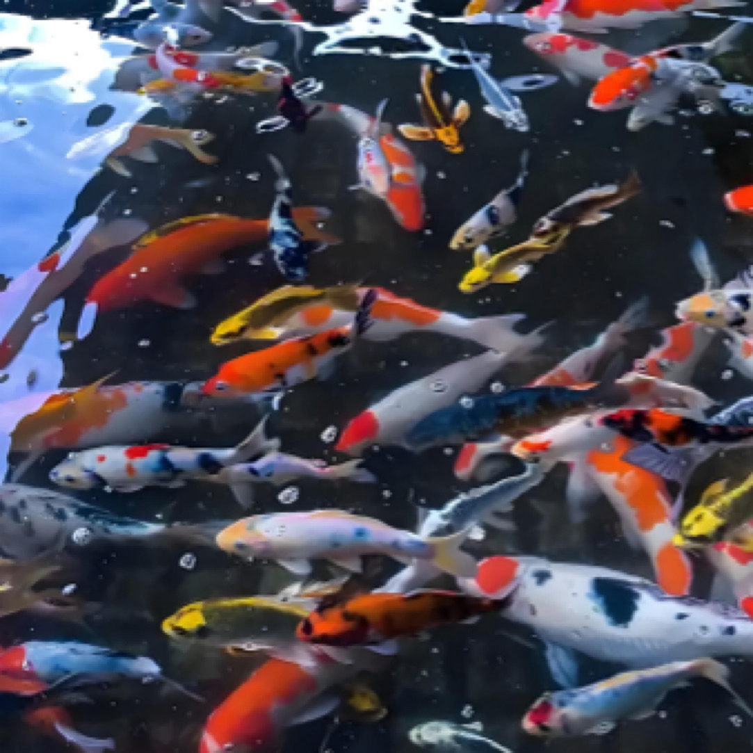 15大条血统锦鲤鱼 7-9公分 皮实好养混搭水族活体 包损 全国包邮