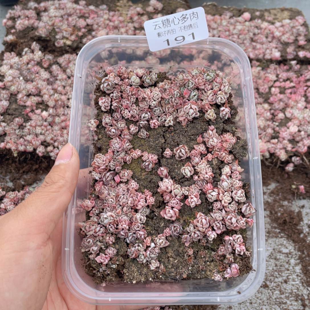 云糖心多肉植物191