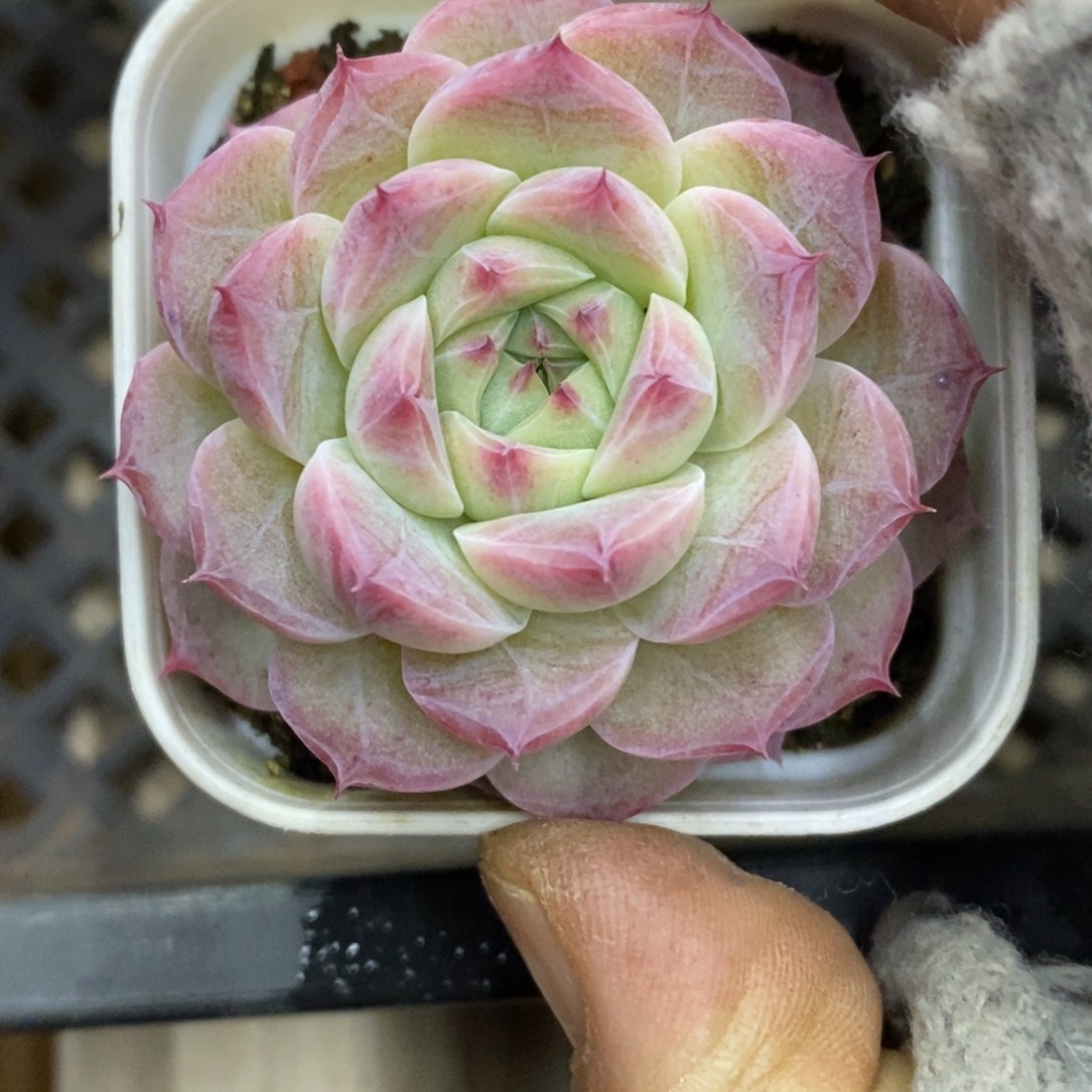 精品多肉一物一拍不包整458