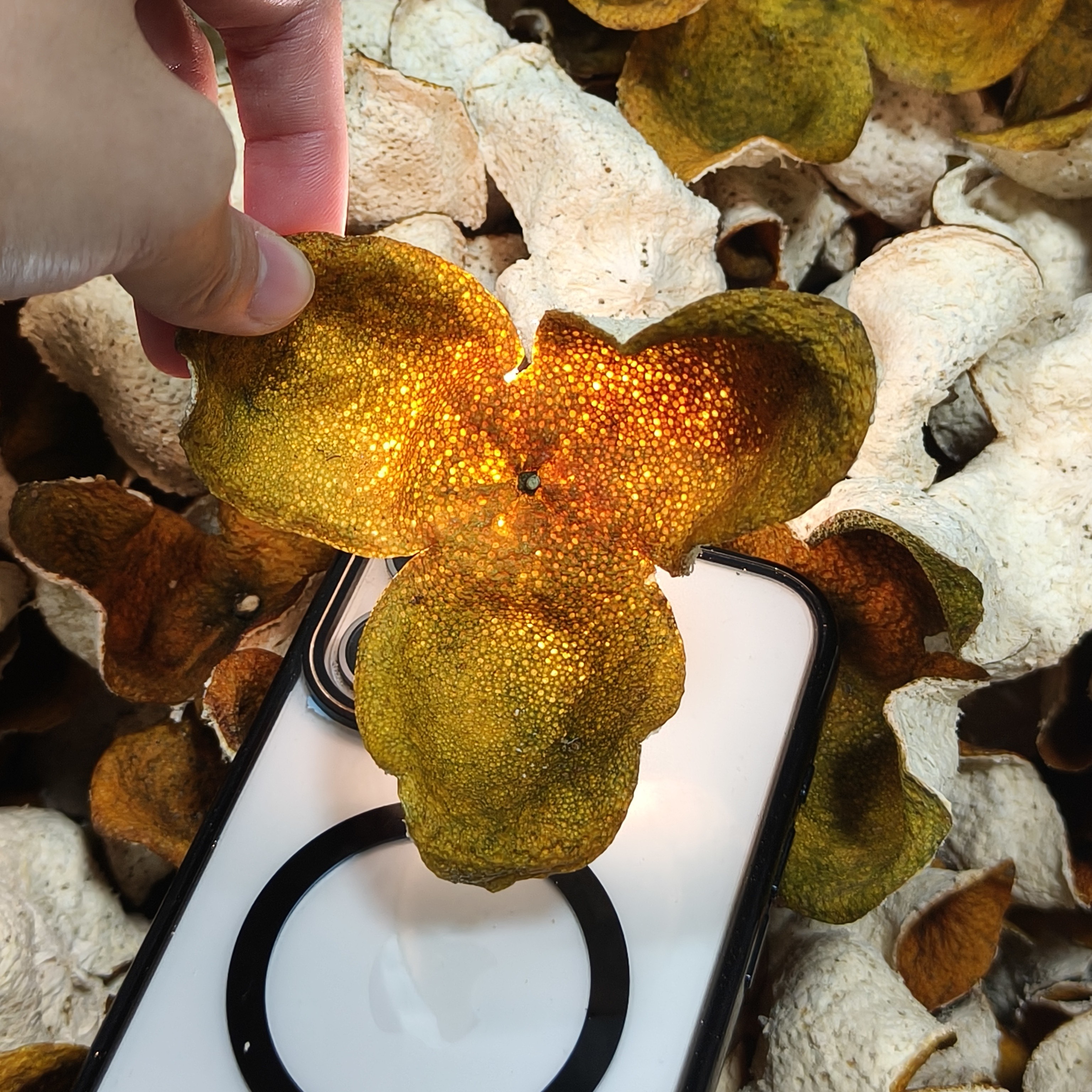 新会特产2025年礼乐圈枝二红皮陈皮