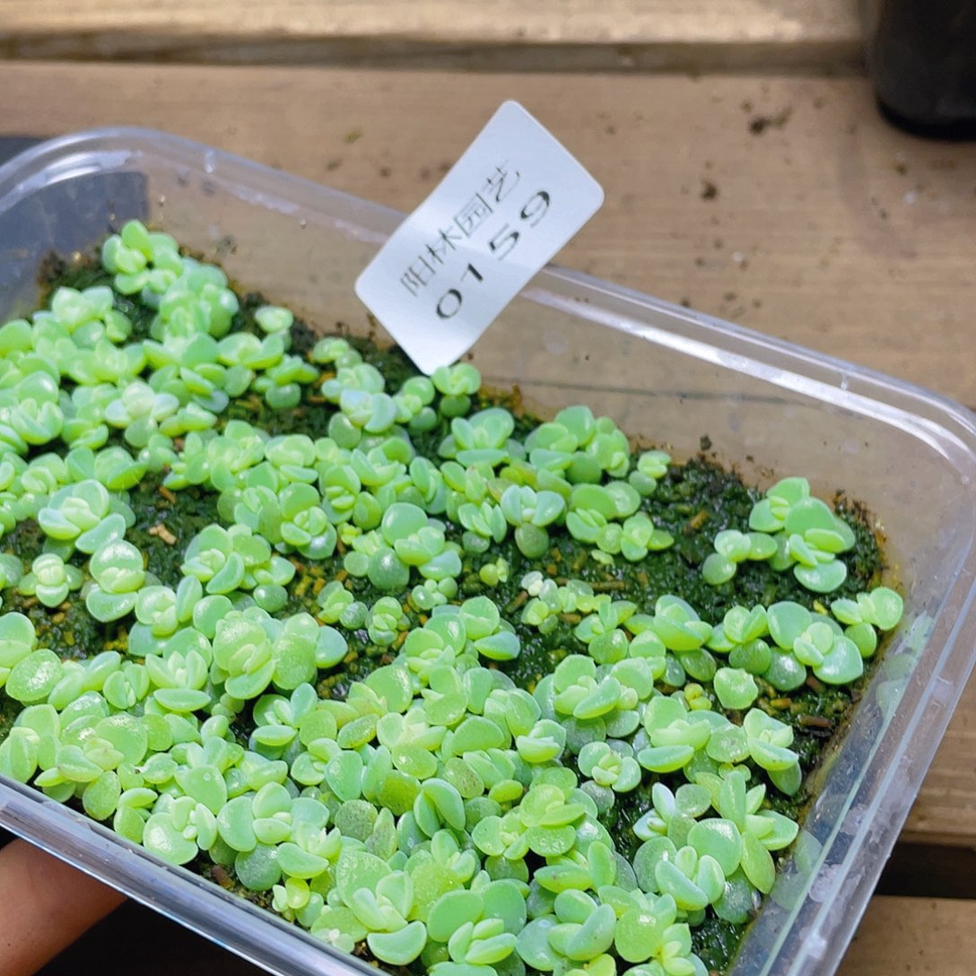 用***9多肉植物多肉植物159