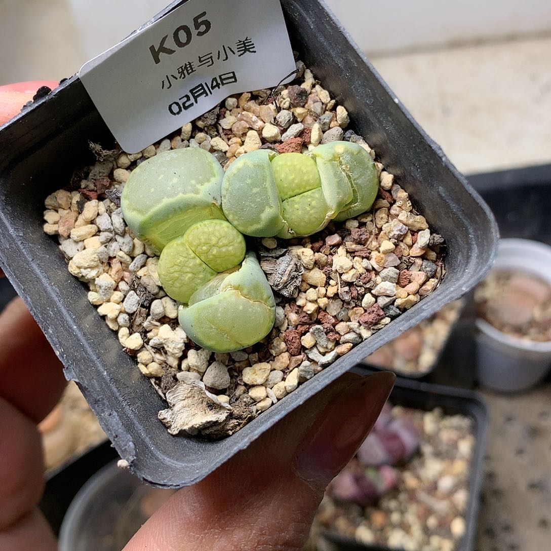 H05多肉植物保护