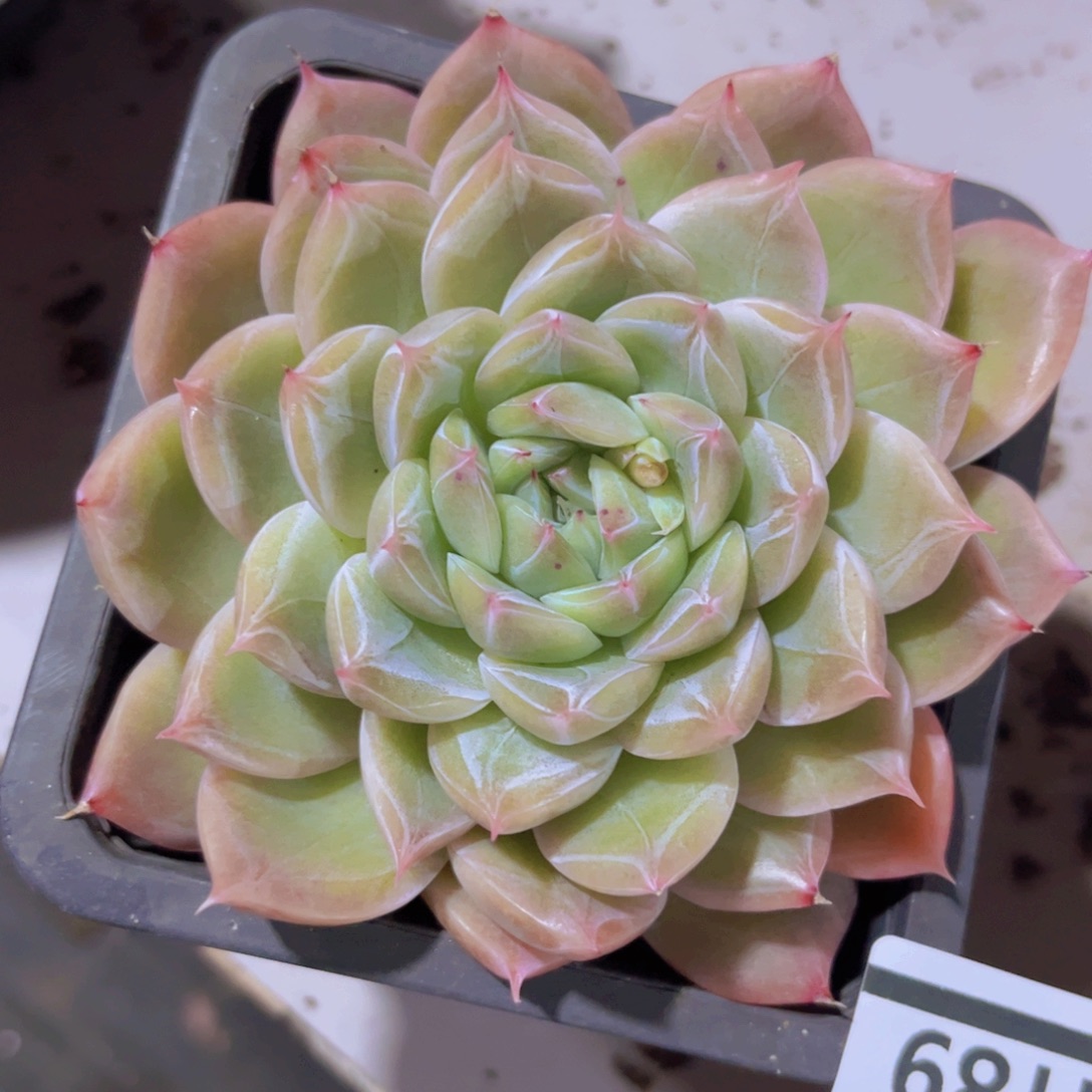 钻石珍妮02189多肉植物