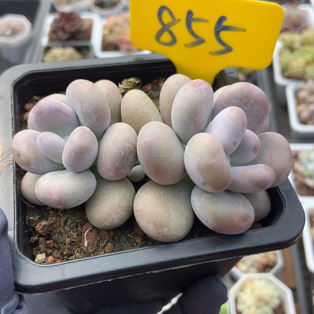 855鸡蛋奶酪多肉植物百科名片