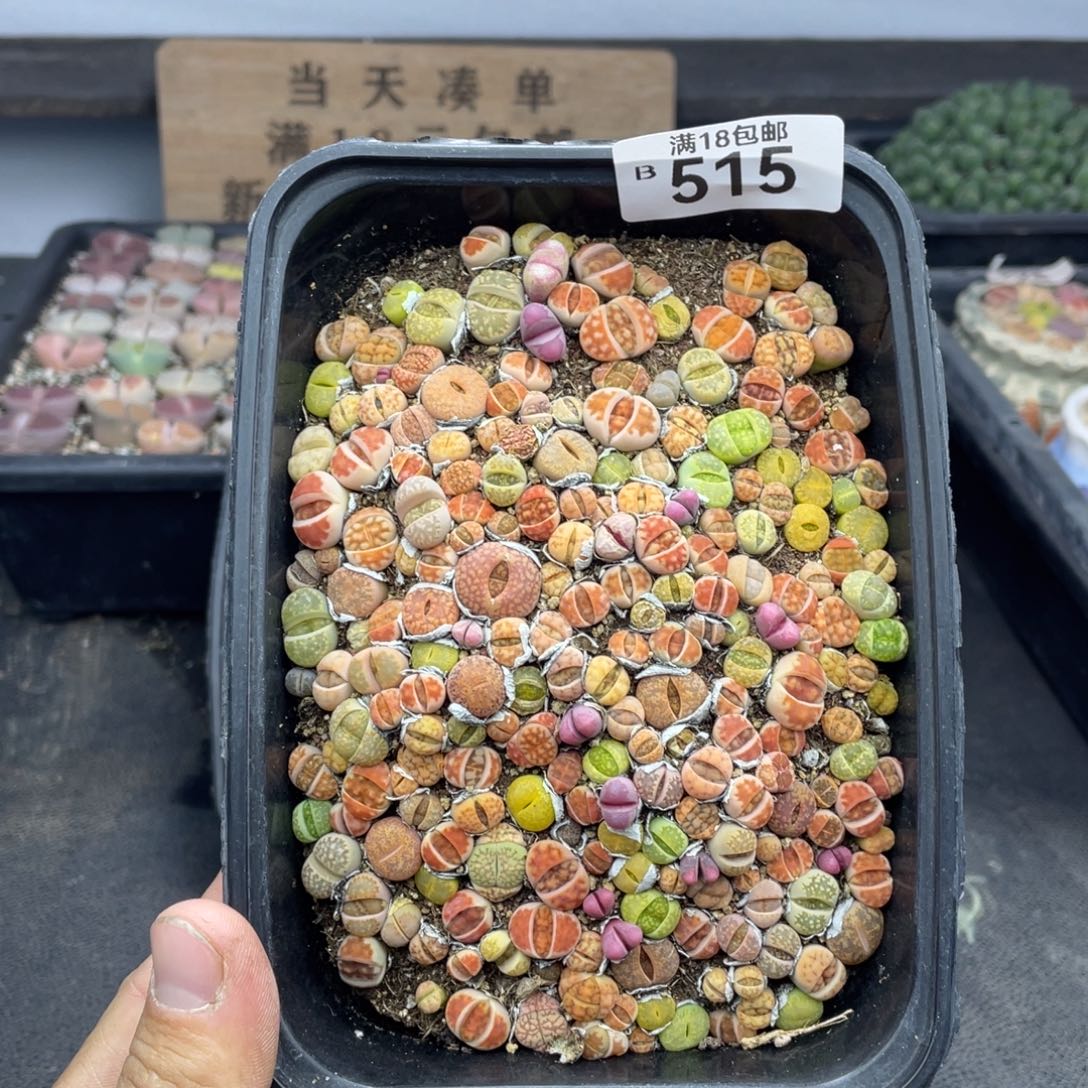 无铅玻璃0000000000000515