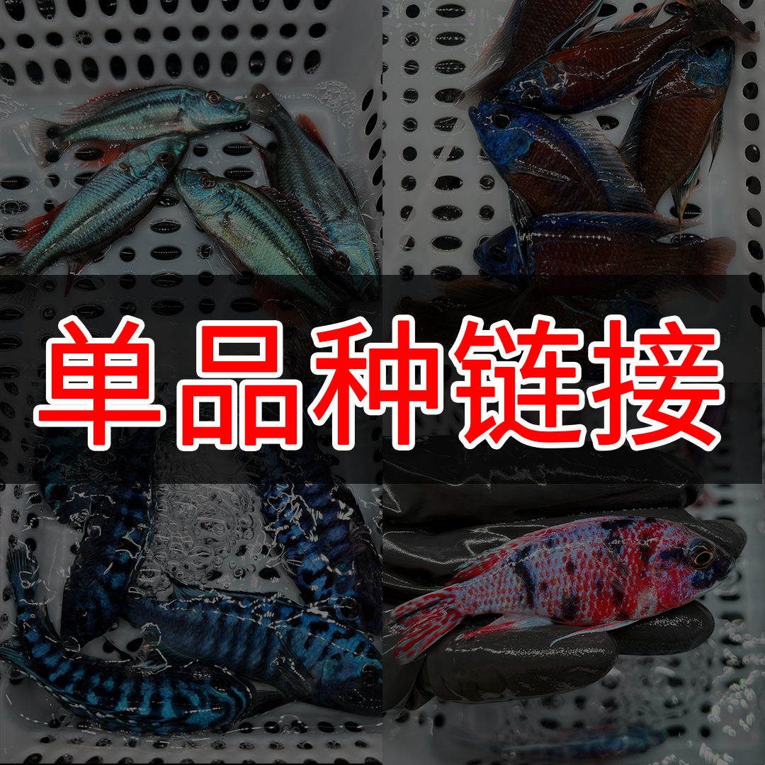 【单品种中号】马鲷鱼热带观赏鱼中小型淡水好养耐活三湖慈鲷